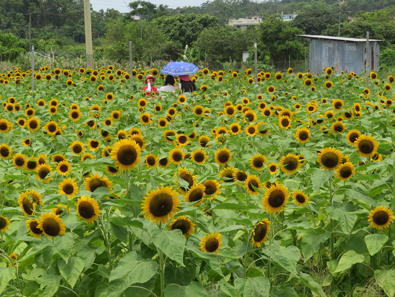 太陽花節金光遍地