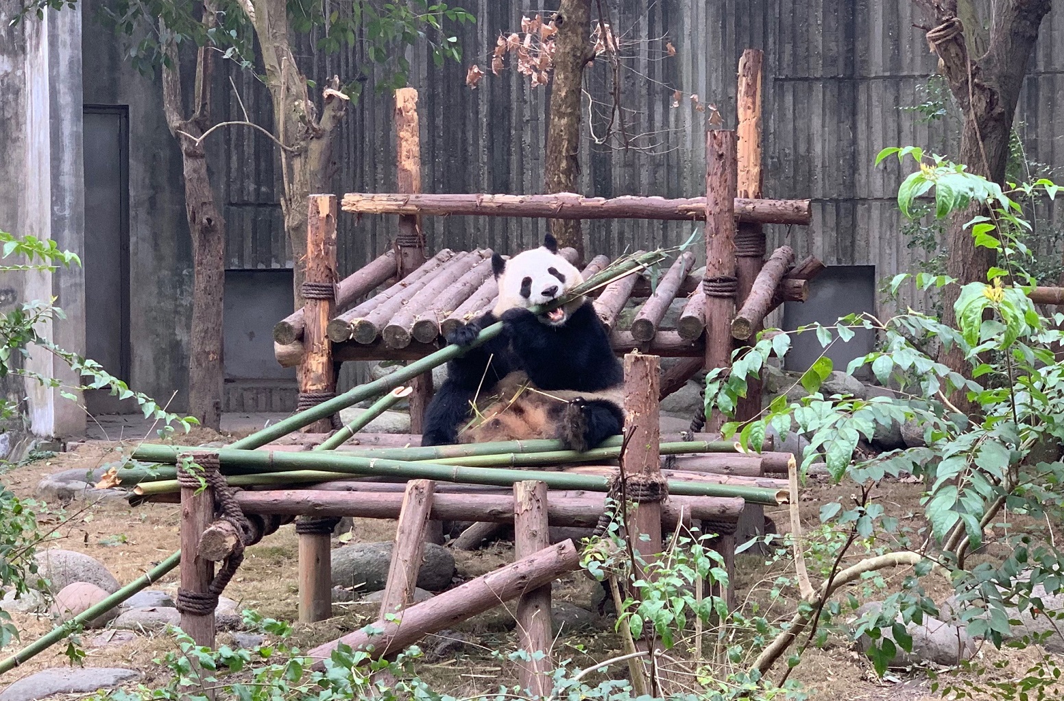 【好想旅行】去成都看最萌熊貓