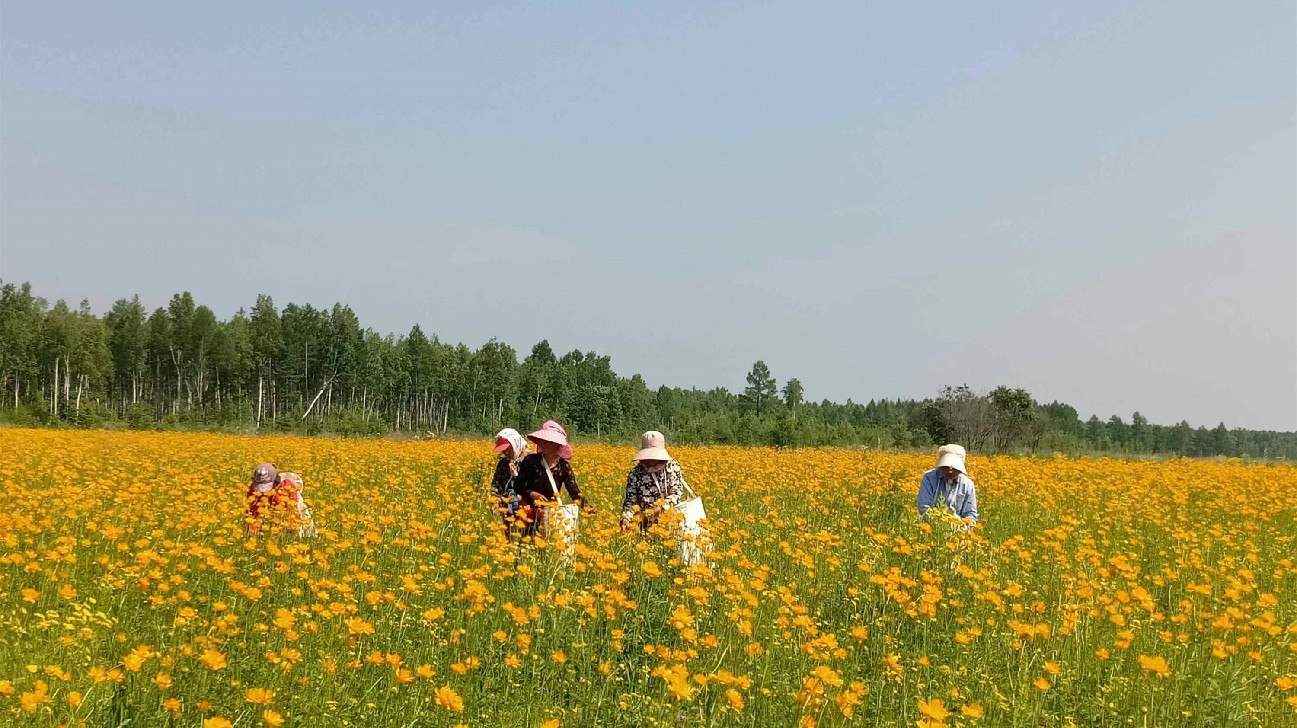 【醫耀華夏】黑龍江呼瑪：打造中國北緯52°寒地龍藥基地 擦亮「金蓮花之鄉」金字招牌