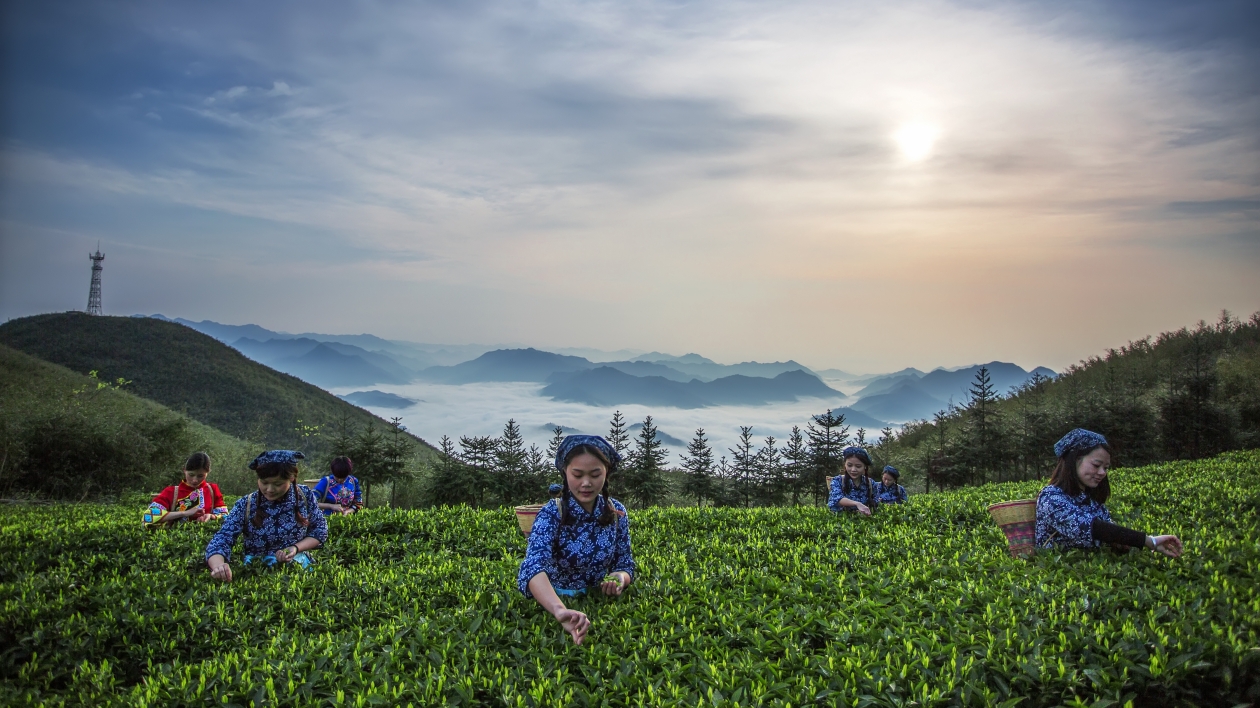 【益陽旅發大會】古道茶香 神韻安化