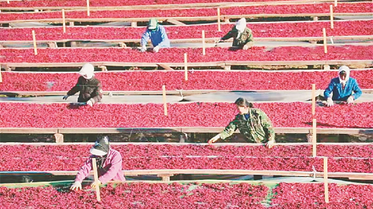 【對接大灣區·寒地龍藥耀九州】系列報道之四十三   「清河紅」為什麼這樣紅？