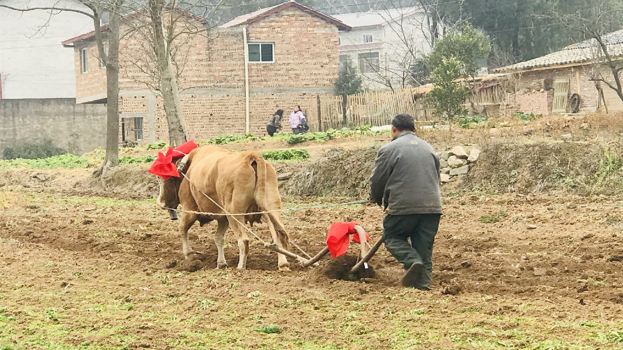 耕牛披紅犁地  四川梓潼開啟春耕備耕工作