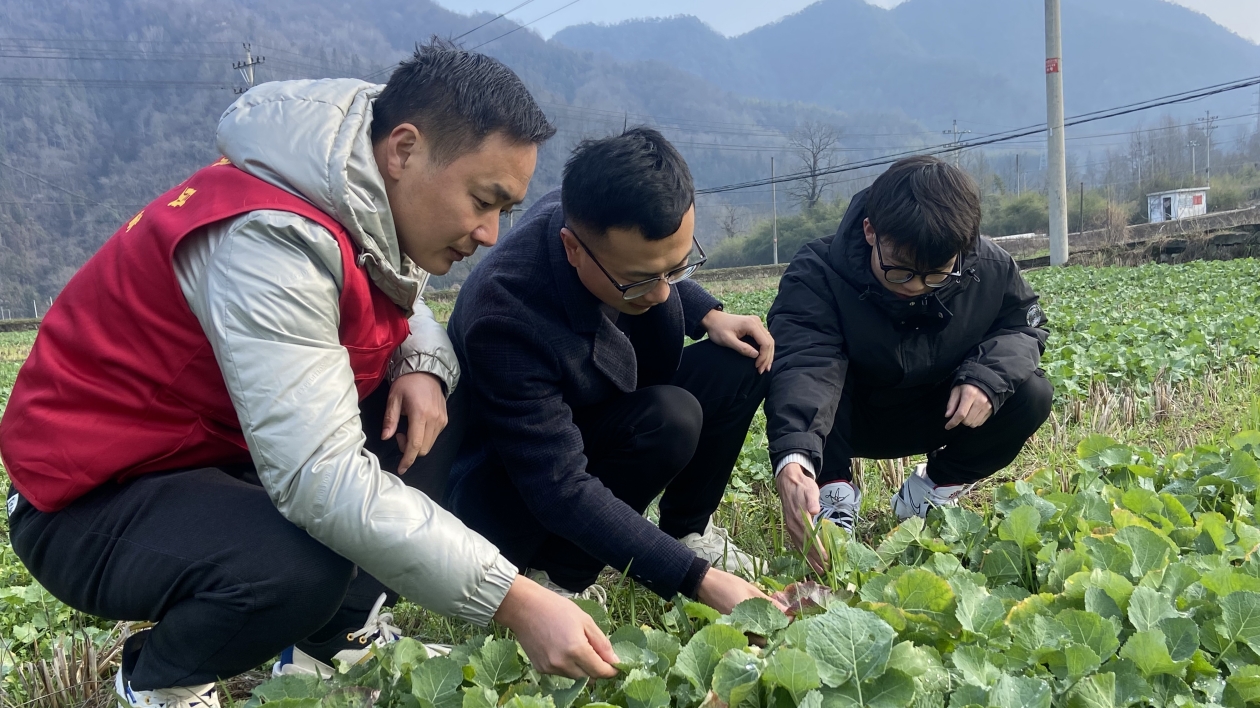 皖黟縣美溪鄉：田間地頭開良方 「把脈」油菜生產