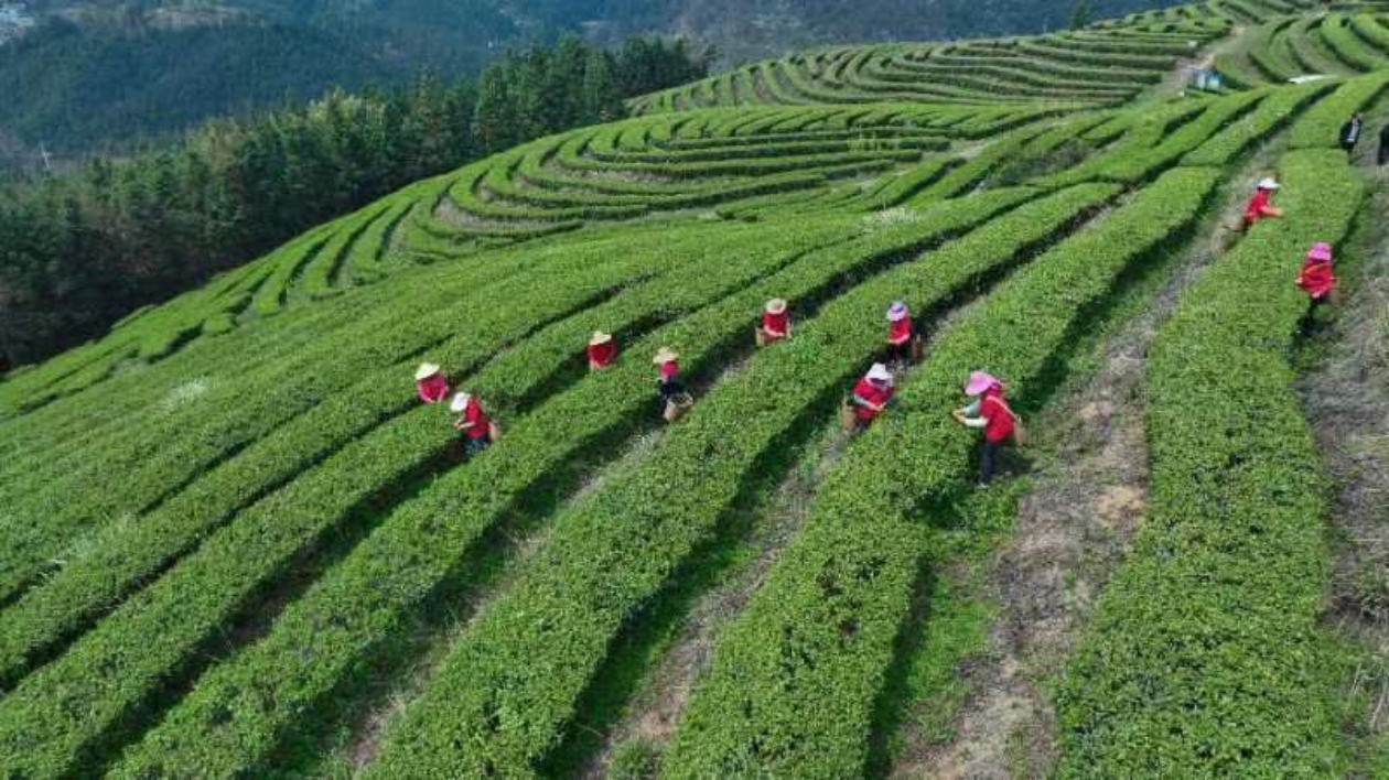 春意正濃茶飄香 廣東樂昌兩萬畝春茶開採