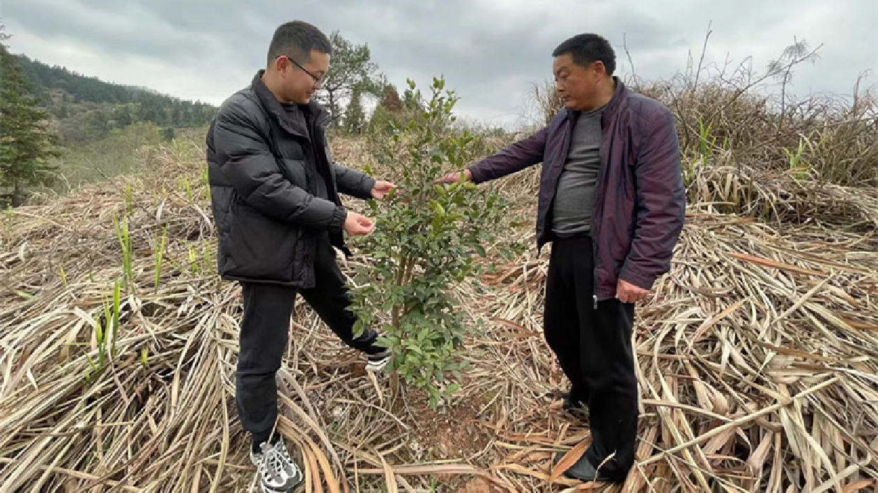 油茶造林荒山爍金  皖黟縣漁亭鎮林下產業勃興