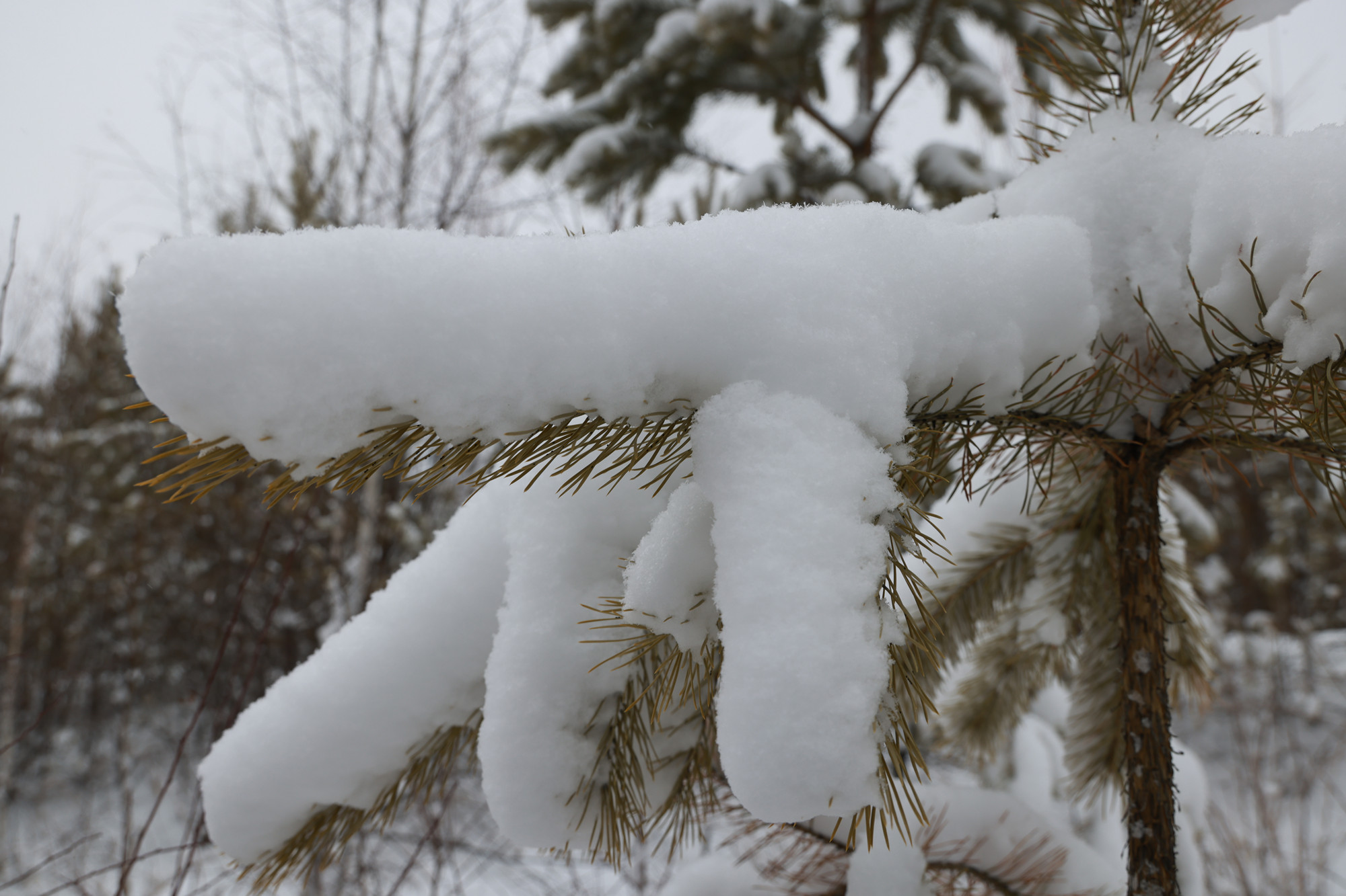 黑龍江漠河：迎來暴雪天氣 多部門清雪保暢通