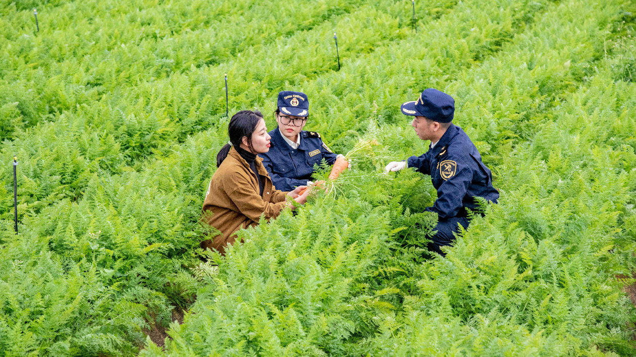 出口數據向好 揭陽海關助力惠來胡蘿蔔鮑魚搶「鮮」出口