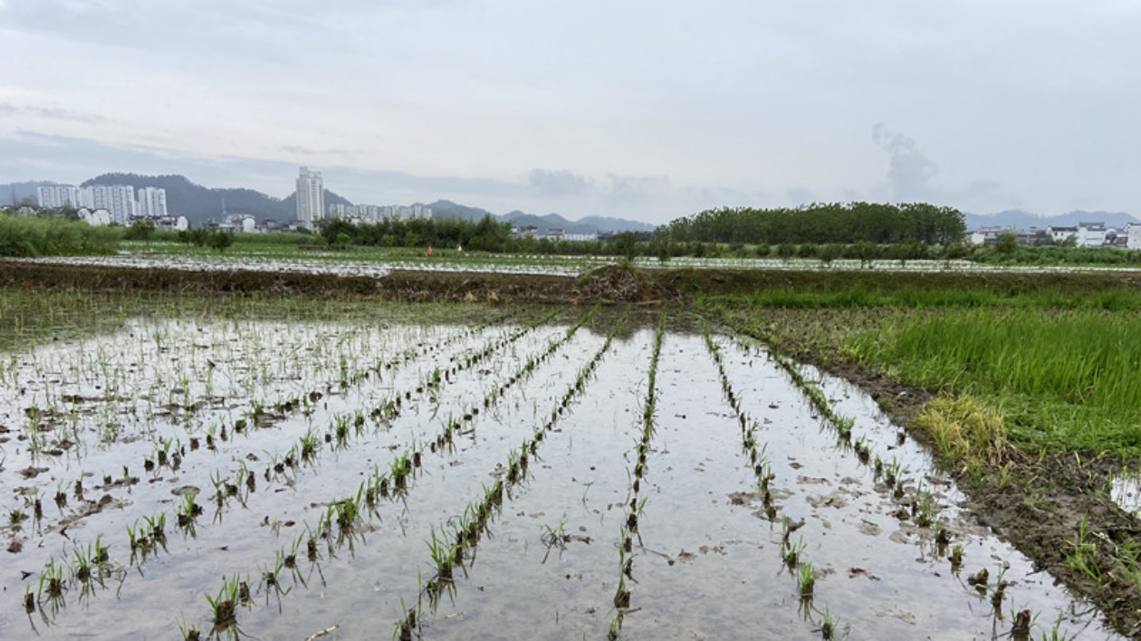 皖歙縣鄭村鎮：搶抓時節推廣茭白種植