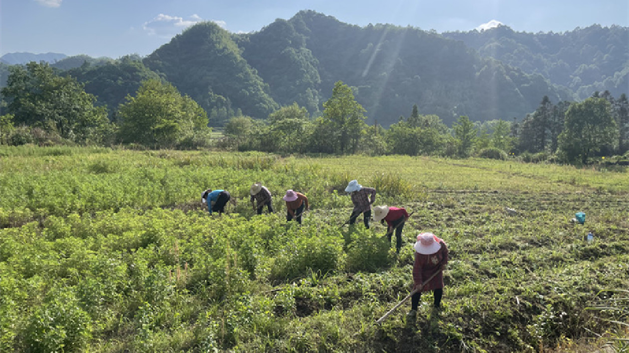 皖黟縣宏潭鄉：百畝黃花菜  簇簇「幸福花」