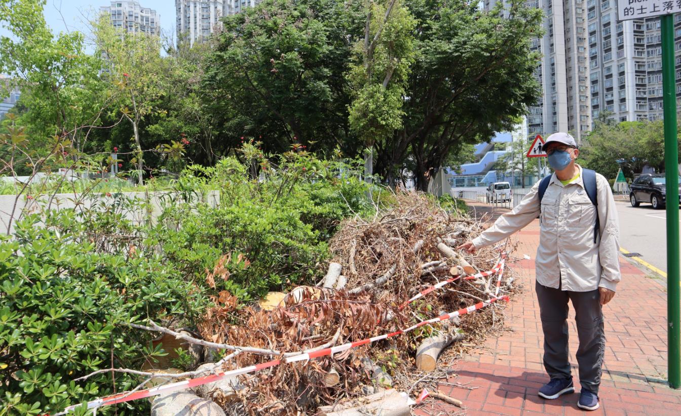 榕蛾洶洶 全港榕樹變口糧