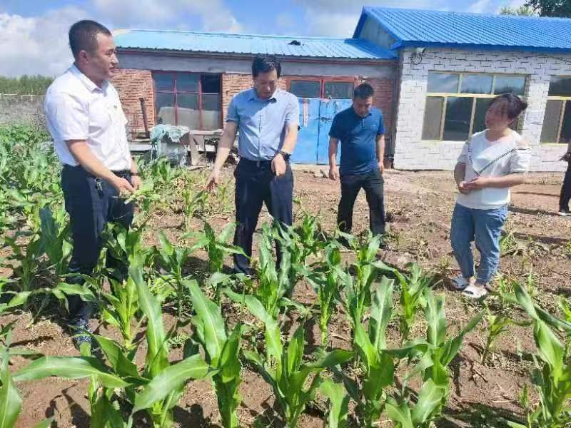 黑龍江龍江縣「菜園綠·黨建紅」活動全面啟動