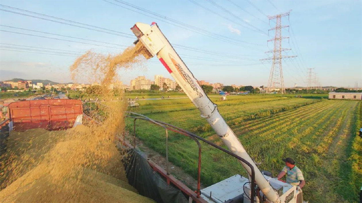 工業重鎮「翻滾」千畝稻浪  莞厚街種糧面積創新高