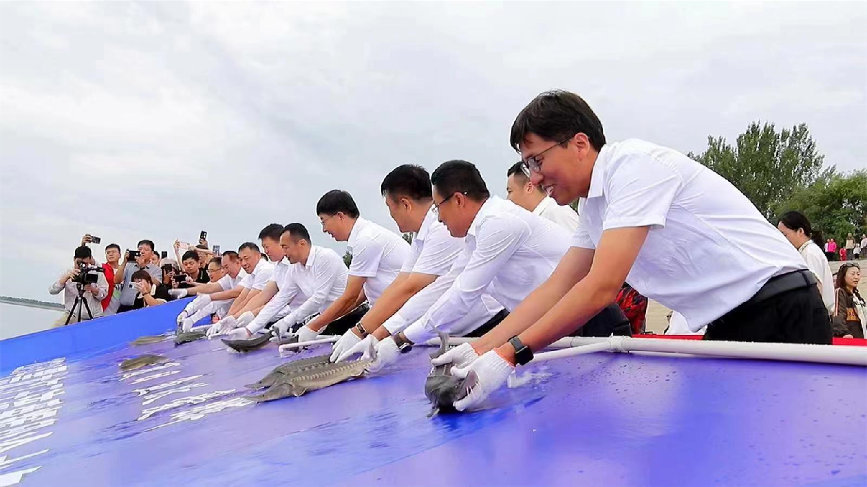 706萬尾！黑龍江幹流愛輝段舉行漁業增殖放流