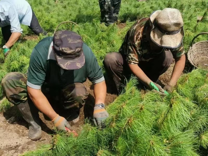 龍江森工集團：竭心盡力保綠護苗 全力恢復受損苗圃