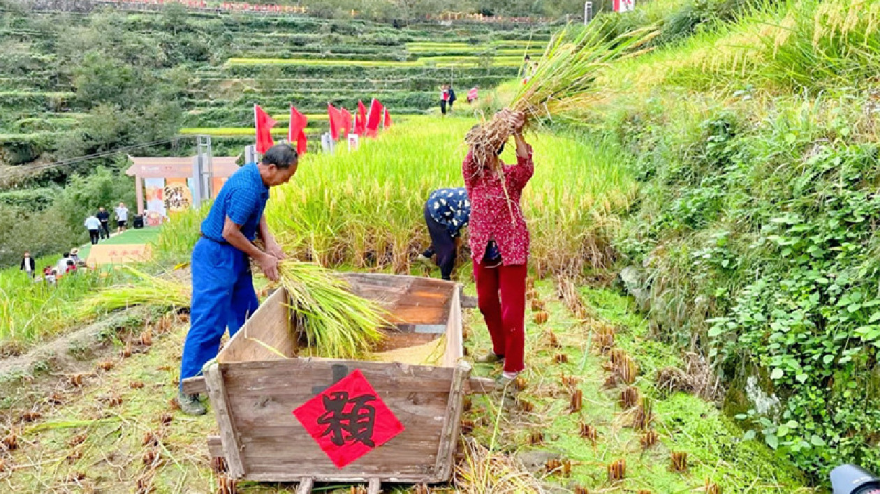 皖歙縣三陽鎮：大地飛歌慶豐收