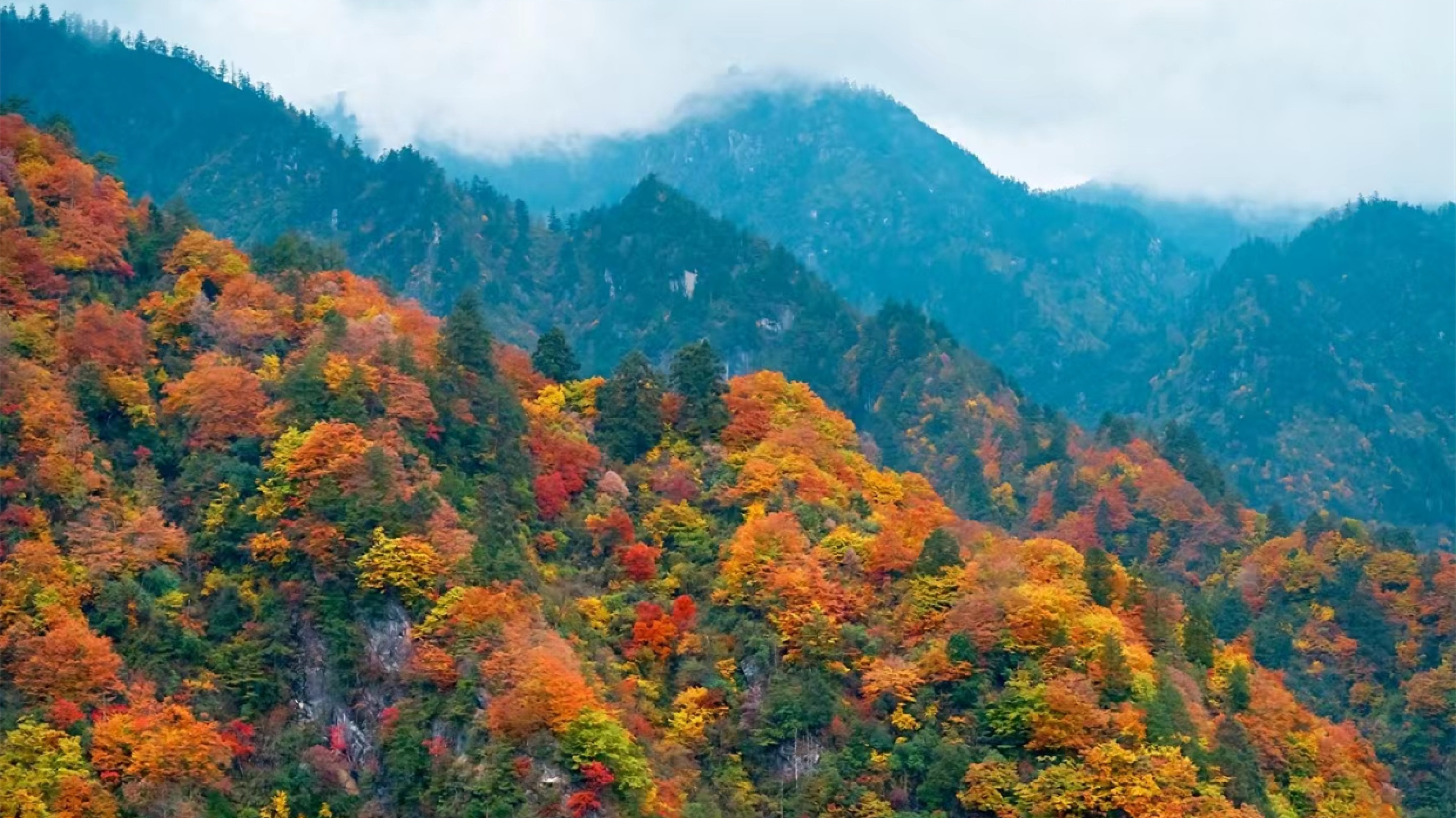 四川平武：秘境老河溝 彩林紅葉正當時