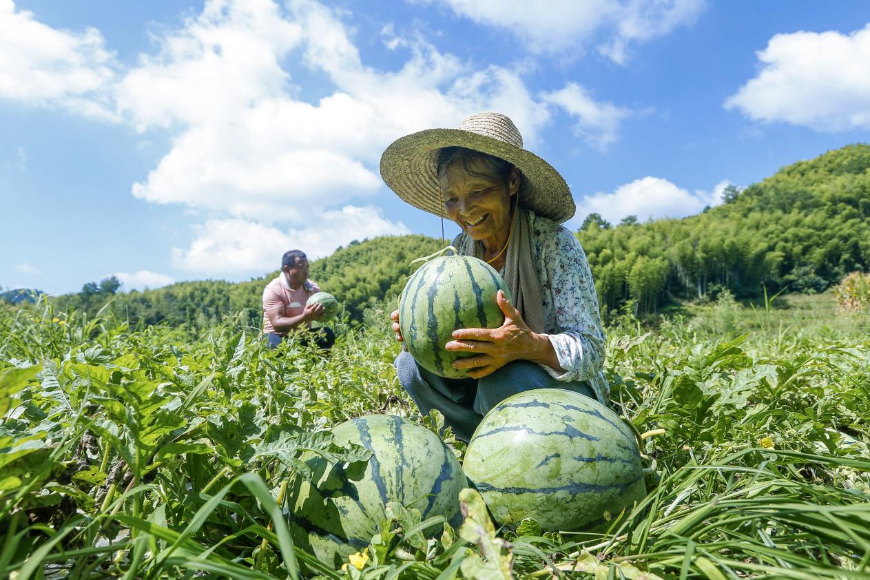 「靈山貢米」喜迎豐收   皖徽州區「靈山畫卷」出新彩