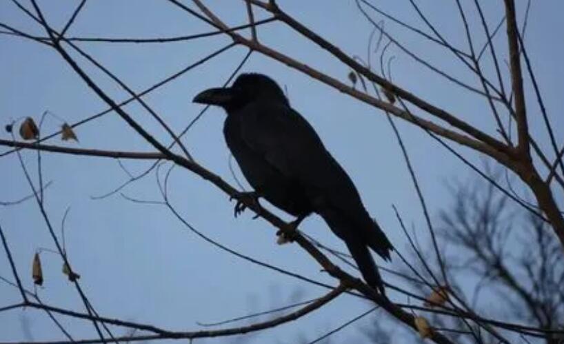 日本在東京市中心死亡野鳥體內檢測出高致病性禽流感病毒 