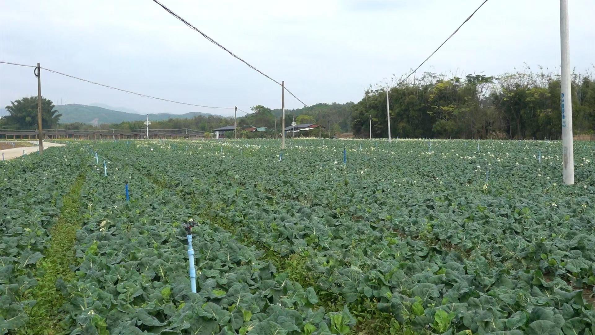 韶關新豐農技人員深入一線指導種植農戶防寒抗凍