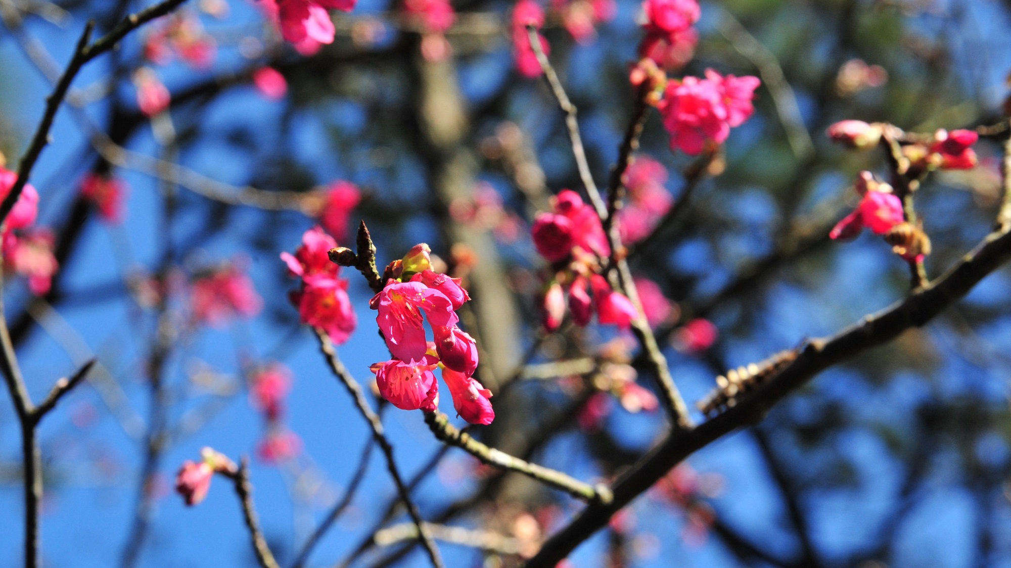 【玩樂】農場賞花遊園