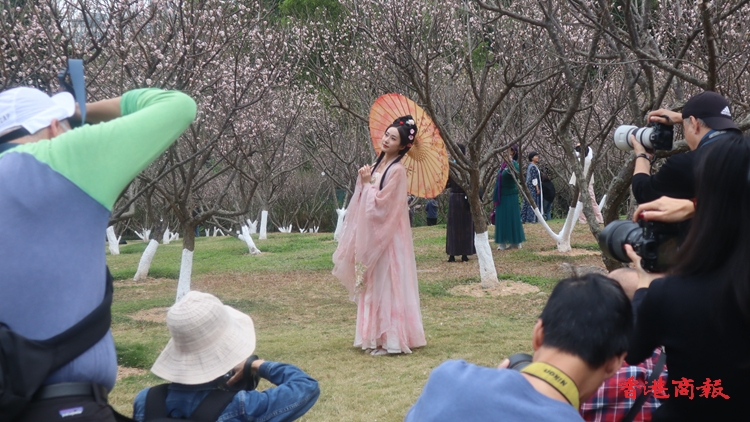 有片｜深圳福田梅園花開正艷 慕名者眾 有人穿漢服影靚相