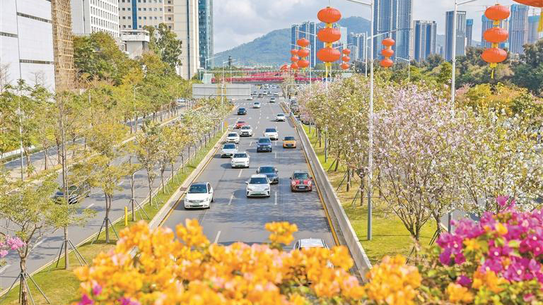 一夜好風吹 新花一萬枝！深圳迎來了花開季