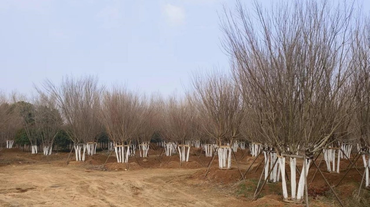 河南南召皇后鄉：不負春光植樹造林 擦亮最美生態底色