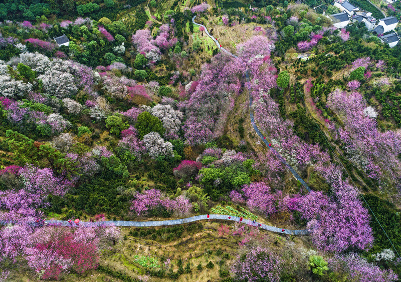 有片| 推農文旅深度融合  皖歙縣「賞花經濟」全域綻放