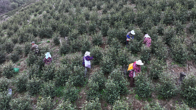 「中國紅茶之鄉」祁門：「紅旗一號」早茶開園