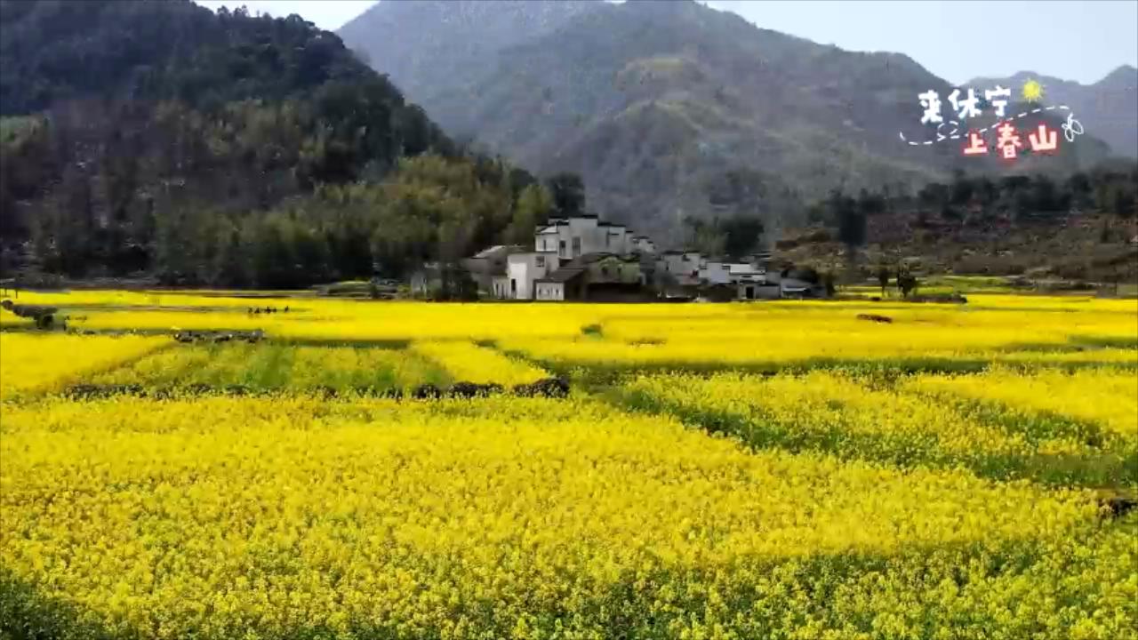 有片|【來徽州·上春山】皖休寧田園春景美如畫