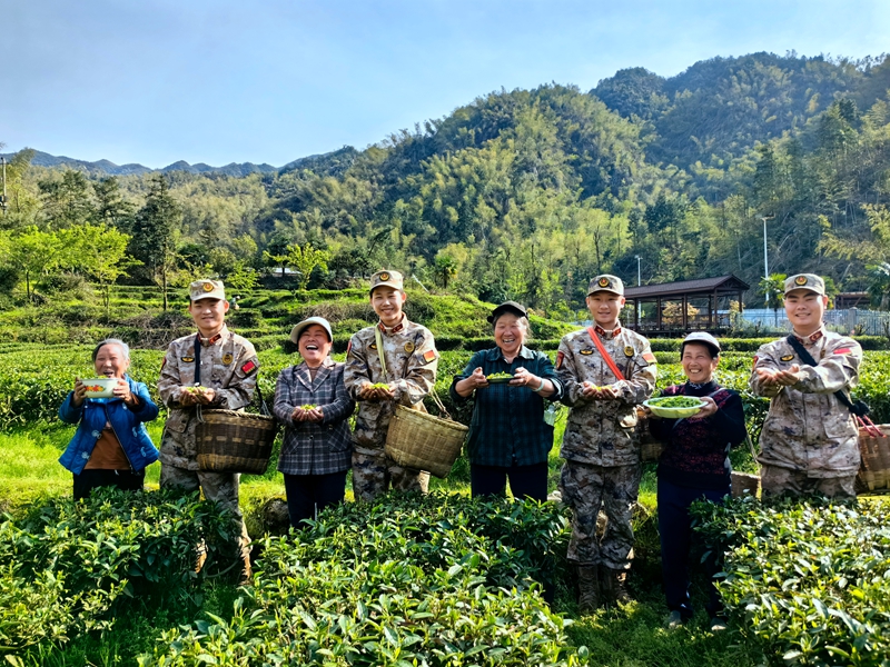 桂陽：春茶飄香茶業「俏」「迷彩綠」搶采「明前茶」