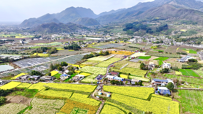 四川綿竹：以花為「媒」引流圈粉　賞花經濟「花好常開」