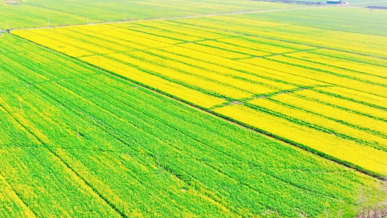 河南息縣：油菜花田景如畫 「美麗經濟」促增收