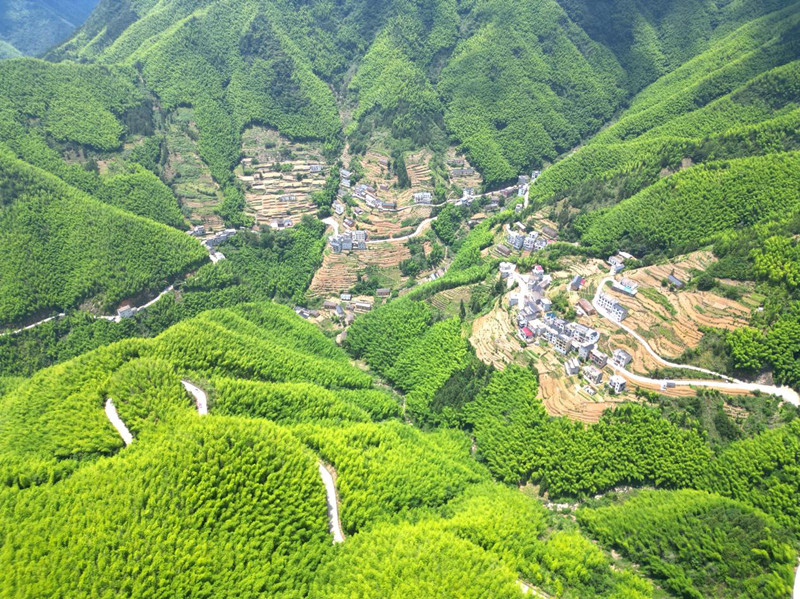 皖歙縣：萬畝竹園「撑起」獅石豐景