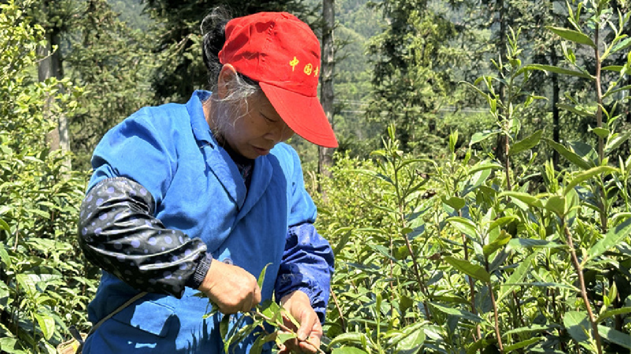 皖歙縣長陔鄉：茶園春光盛  生態產業興