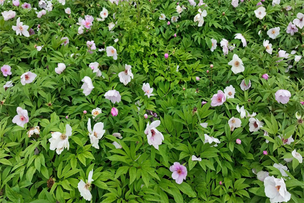 四川北川：林下芍藥開出「致富花」 農旅融合「錢」景更可期