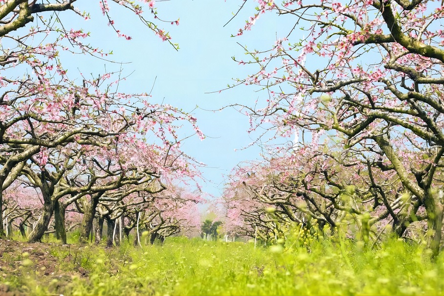 「八里桃源 秀甲一方」2024遼寧海城首屆桃花節27日開幕