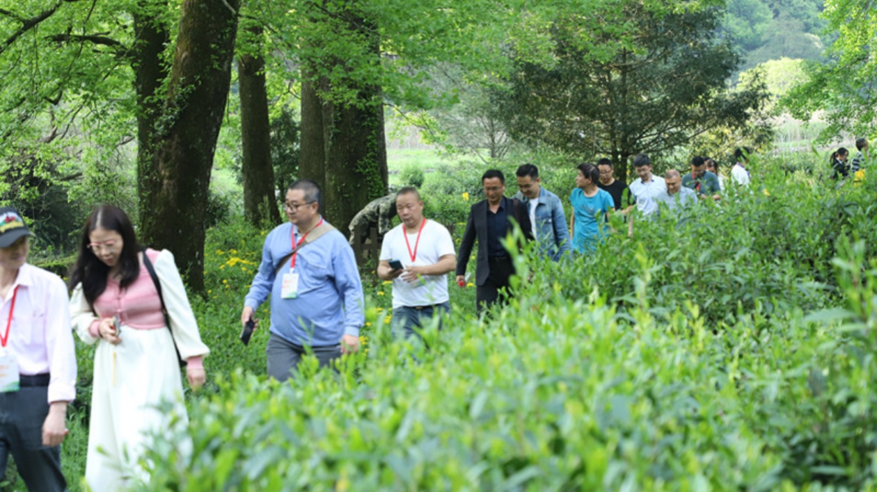 引領全國茶葉出口  黃山休寧有機茶馳譽海外