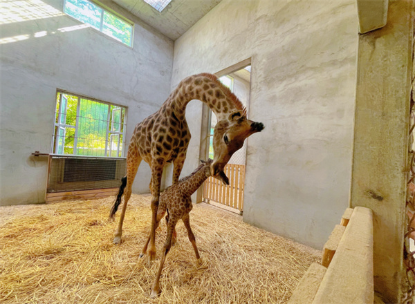 武漢野生動物王國长颈鹿家族再添新成员