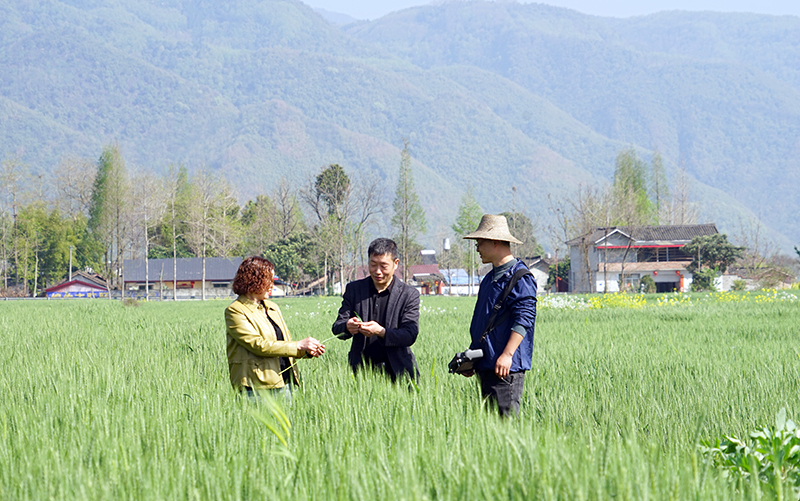 開創聯合社 四川綿竹種植戶抱團發展闖出共富新路子