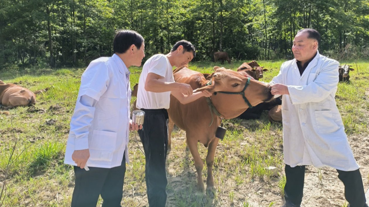 皖黟縣：「秸稈變肉」推動養殖產業發展