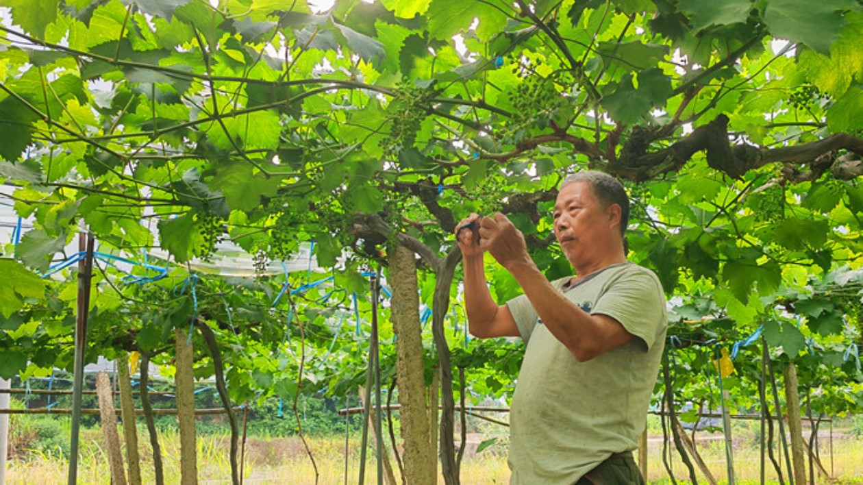 皖歙縣桂林鎮：葡萄疏果正當時 「甜蜜宋村」等你來