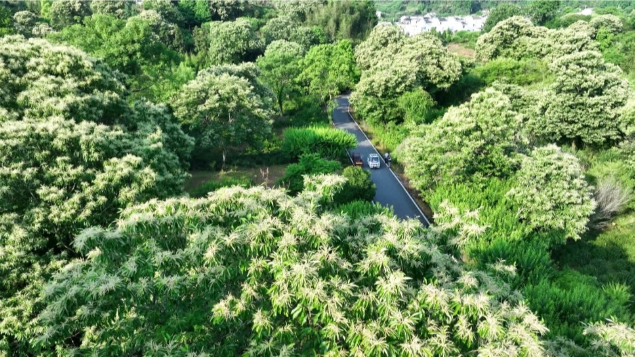 皖歙縣：板栗花開滿山坡  鮮花編「辮」有妙用