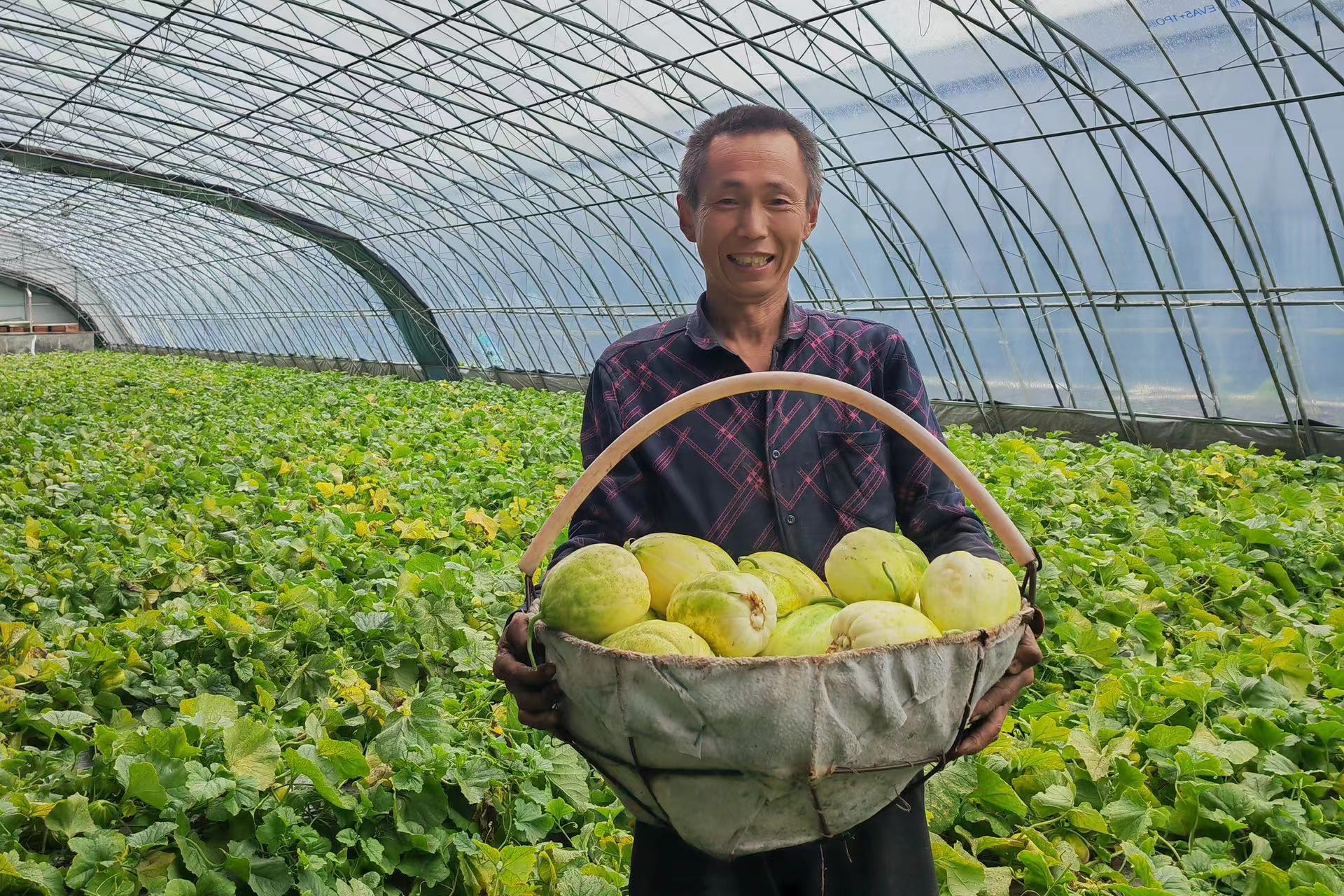 黑龍江寶清：小香瓜種出「金疙瘩」