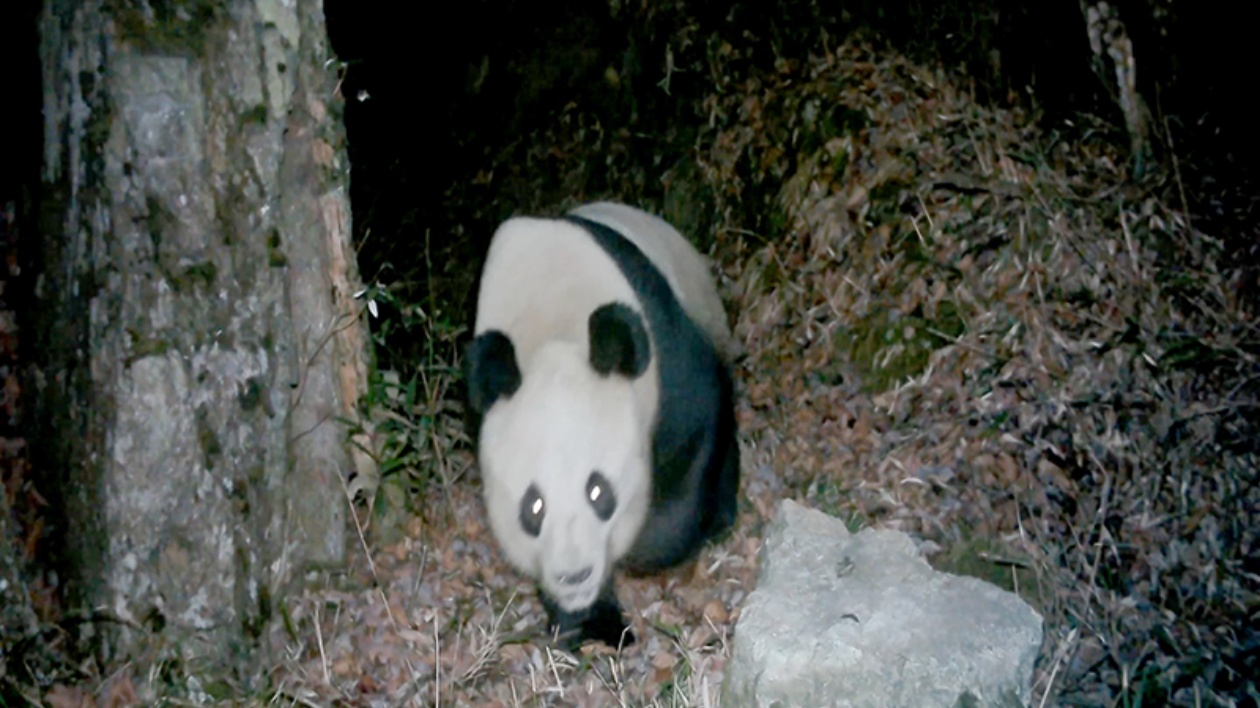 野生大熊貓頻繁現身  四川綿竹成野生動物和諧共生樂園