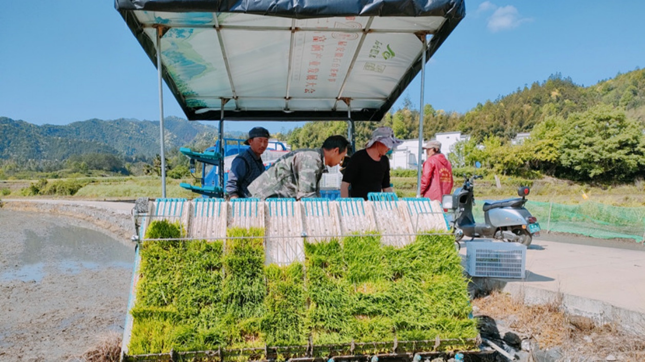 皖黟縣美溪：「把脈問診」到地頭  田園「插畫」入眼帘