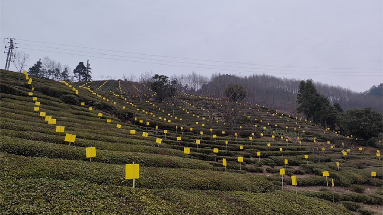 皖歙縣：打好巡察整改「全面戰」 做精茶菊產業大文章