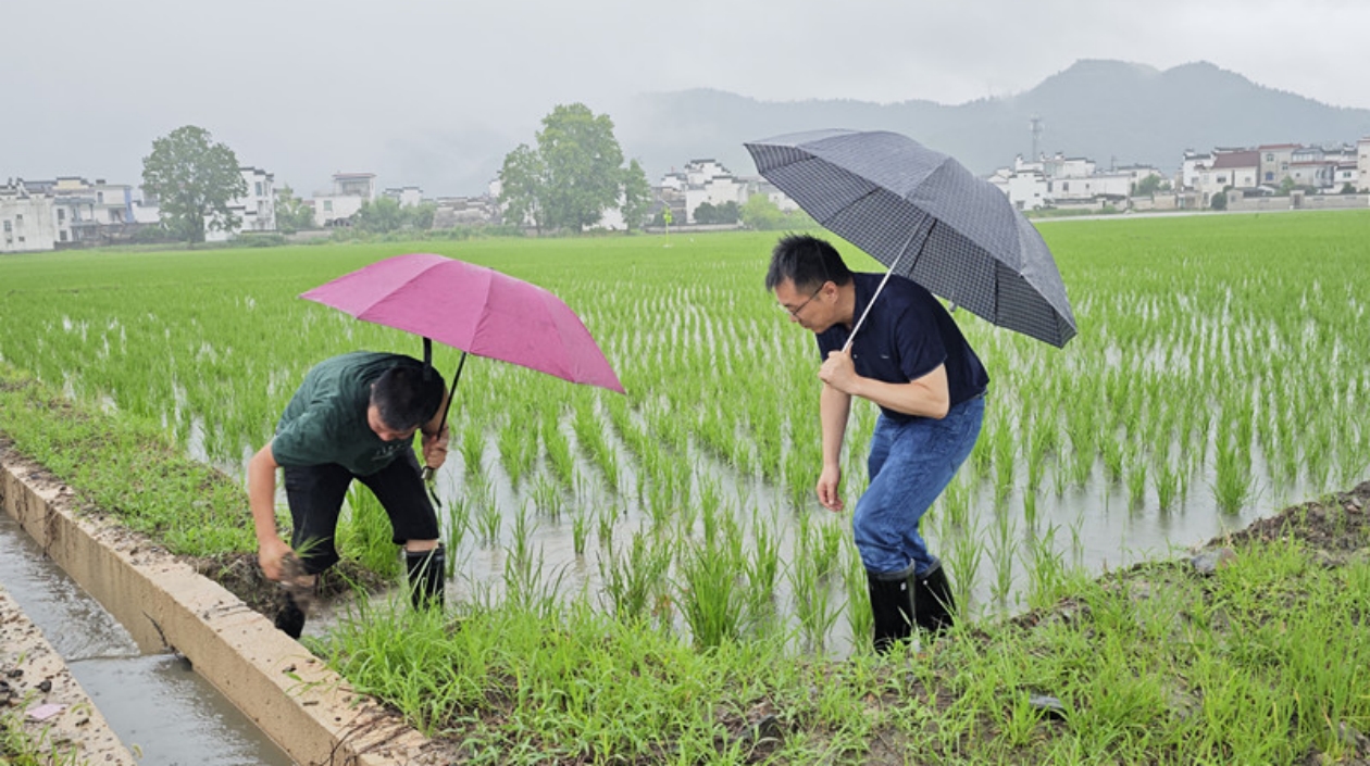 蹚雨水到田間 皖黟縣助農救災保生產