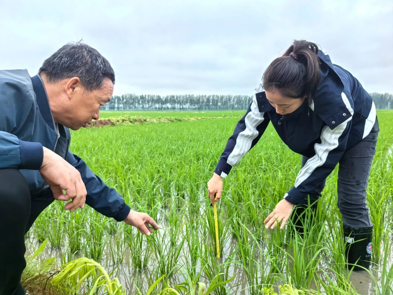 黑龍江寶清：農技專家冒雨走進田間「把脈問診」開良方