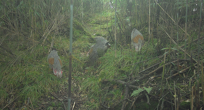 大熊貓國家公園綿竹片區生態環境持續恢復  野生動物種群不斷「添丁」